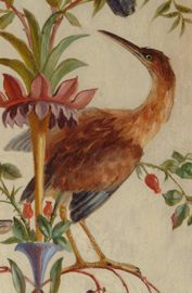 American Bittern, Botaurus lentiginosus