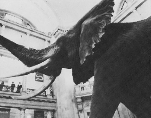 National Museum of Natural History