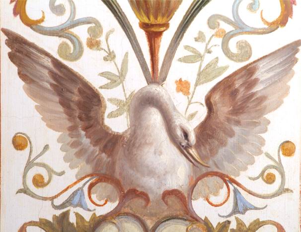 swan, Cygnus (species unidentified)