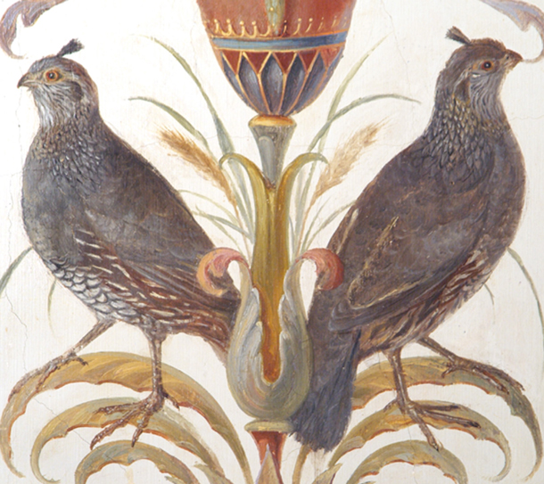 California Quail, Callipepla californica