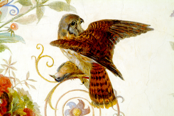 American Kestrel, Falco sparverius
