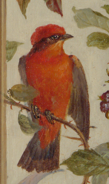 Vermilion Flycatcher, Pyrocephalus rubinus