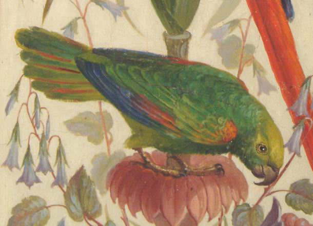 Yellow-headed Parrot, Amazona oratrix